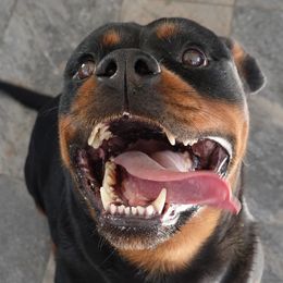 Girl 4 - female Rottweiler puppy in Charleston, West Virginia from Louisov Kennel