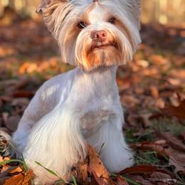 Rhys - Yorkshire Terrier
