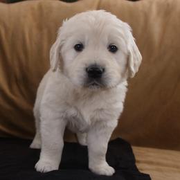 Black Collar - Light golden male Golden Retriever puppy in Roseburg, Oregon from Unbound Goldens