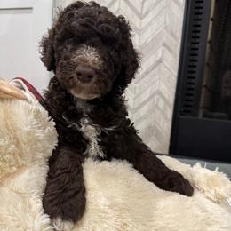 Knox - Chocolate male Labradoodle puppy in Camden, North Carolina from Oopsie Doodles of NC