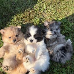 Pomeranian Puppies from Tania’s treasured poms