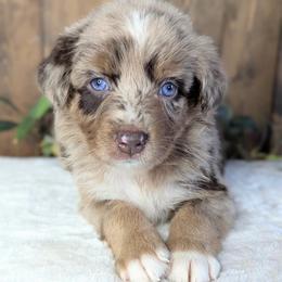 Brown collar - Red merle male Australian Shepherd puppy in Coulee City, Washington from Mr and Mrs Doodle Farm