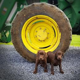 Labrador Retriever Puppies from Urban Oak Labradors LLC