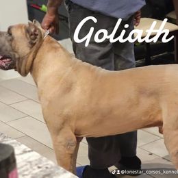 Cane Corso All Grown Up from Lonestar Corso Kennels