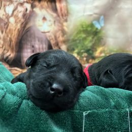 Labrador Retriever puppies from Wolf Mountain Kennel