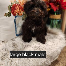 Miniature Schnauzer Puppies from J&L Floppy Eared Schnauzers