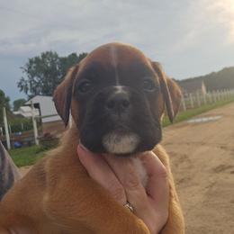 Girl 3 - Fawn female Boxer puppy in Hopkins, Michigan from Truax Farms