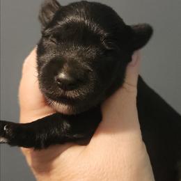 Ziggy - Black male Miniature Schnauzer puppy in Ferndale, Washington from Blackhorse Schnauzers Washington state