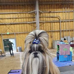 Ginger - Shih Tzu