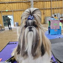 Ginger - Shih Tzu