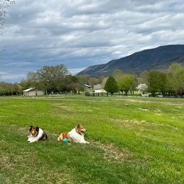 Collie Puppies from Voneida Collies