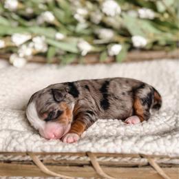 Iris - Merle female Bernedoodle puppy in Ammon, Idaho from Little Stone Bernedoodles