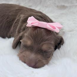 Kelly Kapowski - Chocolate and cream female Dachshund puppy in Perris, California from The Dach House