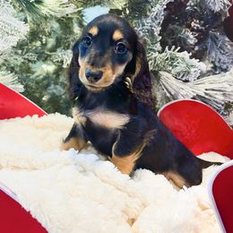 Robin 3000 - Black and tan male Dachshund puppy in Sylvania, Alabama from Yancey’s Doxies