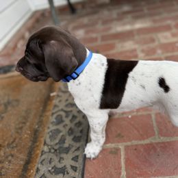 German Shorthaired Pointer Puppies from Rachel Munoz