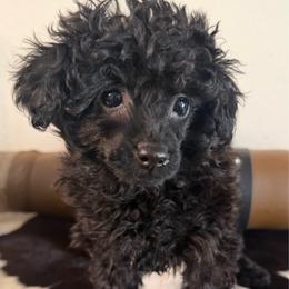 Comet - Black female Poodle puppy in Kidder, South Dakota from Continental Cavaliers