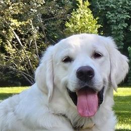 Golden Retriever Puppies from KCs Golden Dream