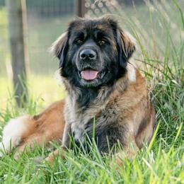 Dachshunds and Leonbergers from Smokey Mountain Leos/Black Forest WHD