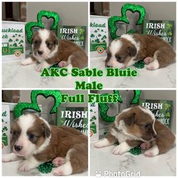 Green Collar   Sable Bluie Full Fluff - Sable Pembroke Welsh Corgi puppy in Louisiana from 3B Corgis