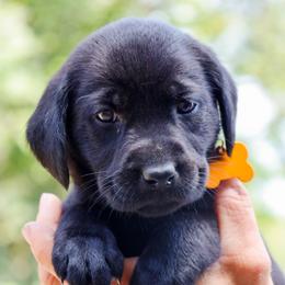Yellow Girl - Black female Labrador Retriever puppy in Linville, Virginia from Virginia Labradors