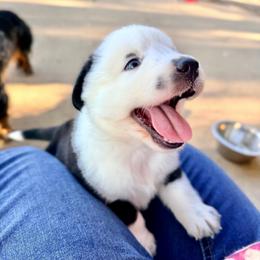 Buddy: Freckles Panda Boy with blue eyes - Black & white male Miniature Australian Shepherd puppy in Burkesville, Kentucky from Bline’s Awesome Aussies & Doxies at the Bline Family Farm