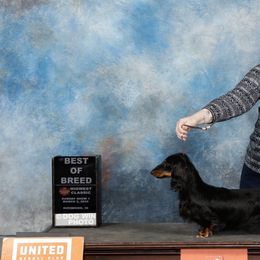 Dachshunds from Howard Hounds