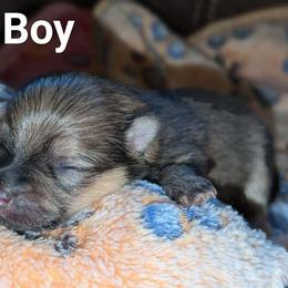 Sable Merle Boy - Orange sable male Pomeranian puppy in Danielsville, Georgia from PassionatePomPoms