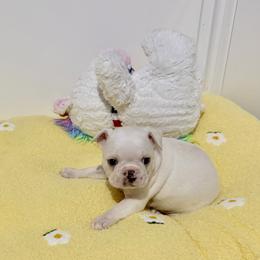 Whiter male - Lilac male Boston Terrier puppy in Rosston, Arkansas from Green Acre Boston Terriers