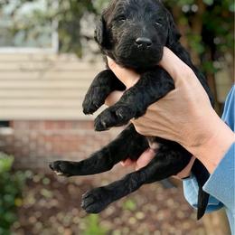 Giblet - Black male Goldendoodle puppy in Mocksville, North Carolina from Little Bear Doodles