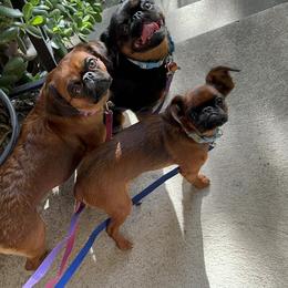 Brussels Griffon Puppies from Looking Glass Brussels Griffons