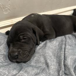 Bruce - Black male Great Dane puppy in Albuquerque, New Mexico from Legacy Danes