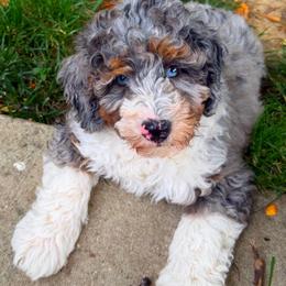 Legion - Merle male Bernedoodle puppy in Sherman, Illinois from Shirl Doodle Life