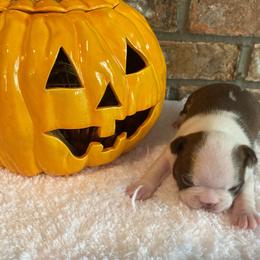 AKC Jameson - Seal and white male Boston Terrier puppy in Imperial, Missouri from Boston Kup Breeders