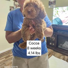 Grey collar Cocoo - Chocolate female Goldendoodle puppy in Fairmount, Indiana from Capens' Doodles,Poodles and Poo's