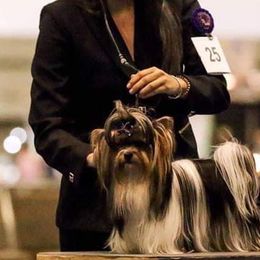 Tokio - Biewer Terrier