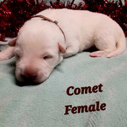 Comet (Brown) - White female German Shepherd puppy in Bedias, Texas from TiPi S Ranch's German Shepherds