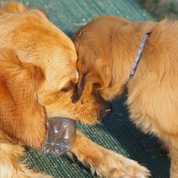 Golden Retriever Puppies from Glenmac Goldens