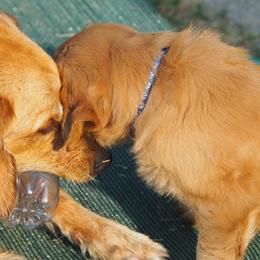 Golden Retriever Puppies from Glenmac Goldens