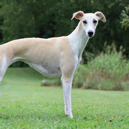 Tundra - Whippet