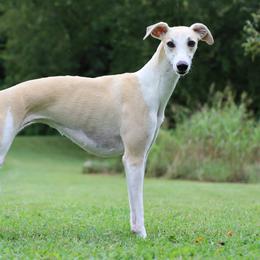 Tundra - Whippet