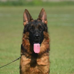 Adolf - German Shepherd