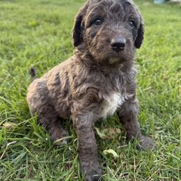 Bernedoodle Puppies from Kaylas Precious Puppies