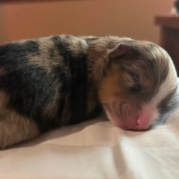 BMM - Blue merle male Toy Australian Shepherd puppy in Lindale, Texas from Circle JTS Ranch