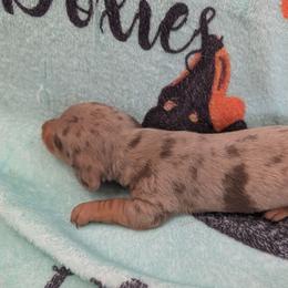 Sammy - Dapple male Dachshund puppy in Barnard, Missouri from KB Doxies