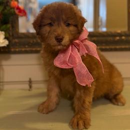 Snickers - Red merle female Aussiedoodle puppy in Sheridan, Arkansas from Runnin’ Wild Ranch Aussies