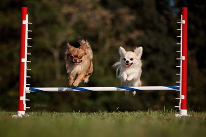 Two Chihuahua's on an agility course