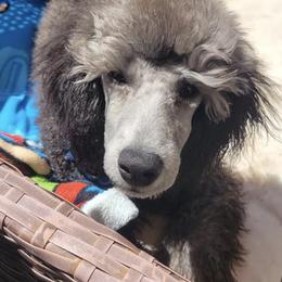 Poodles from Summer Shadows Canines