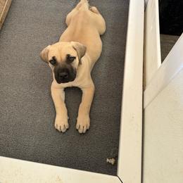 Peter - Fawn male Boerboel puppy in Warren, Michigan from BoHo Boerboels