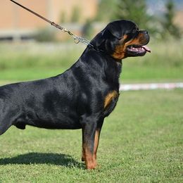 Rottweiler Puppies from Bronx Von Bridges Rottweilers