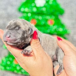 Stymie-black - Brindle male Companion Cross puppy in Calimesa, California from BoujeePoodlesofsocal